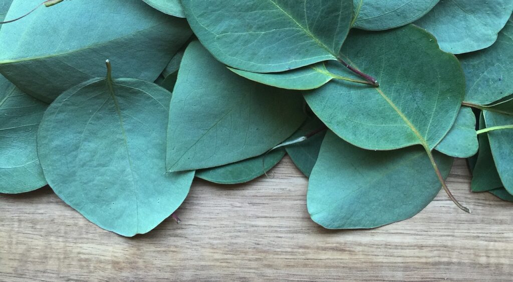 Peruvian medicinal plants